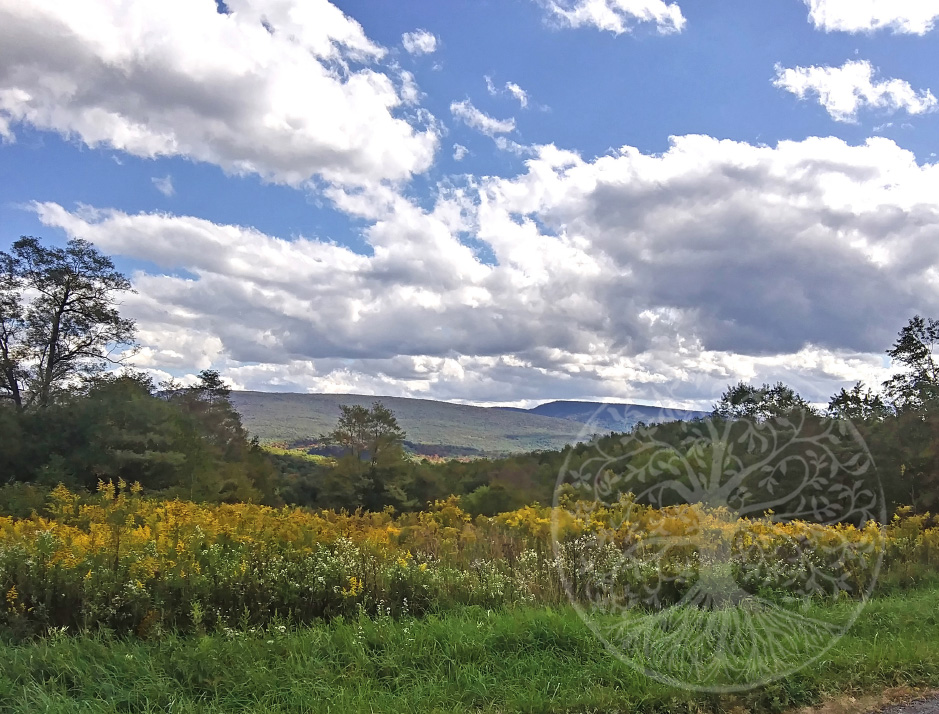 Bear Rocks Road in June - Acme, PA 8x10 print