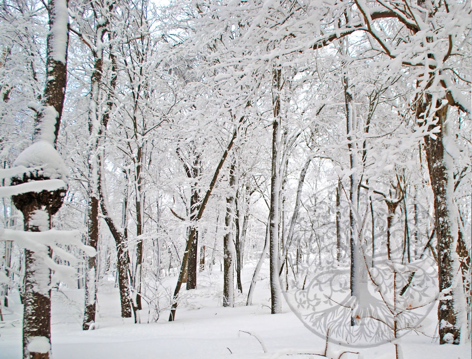 Beautiful Burl in Peaceful Snow Covered Forest – Champion, PA - 8x10 print