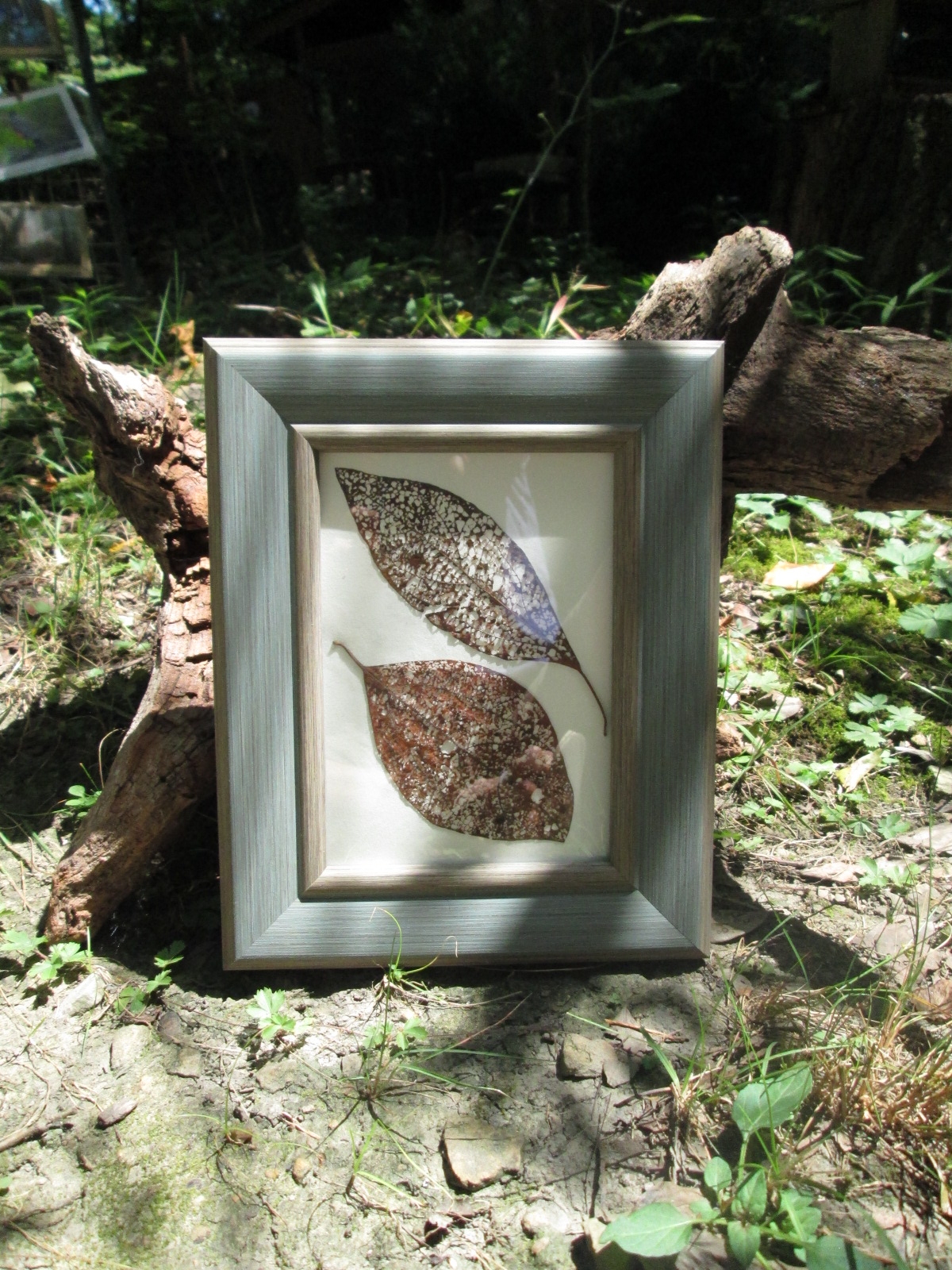 Set of Two - Leaf Skeletons #72 in gray blue frames with glass - Image 2
