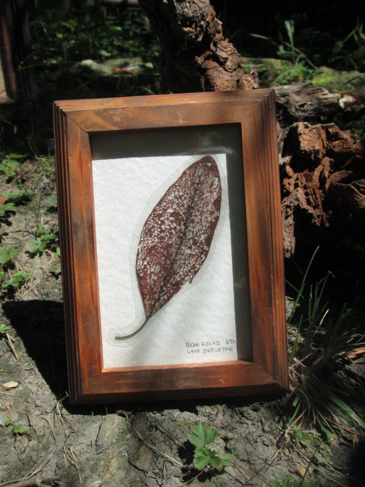 Real Leaf Skeleton Art #73