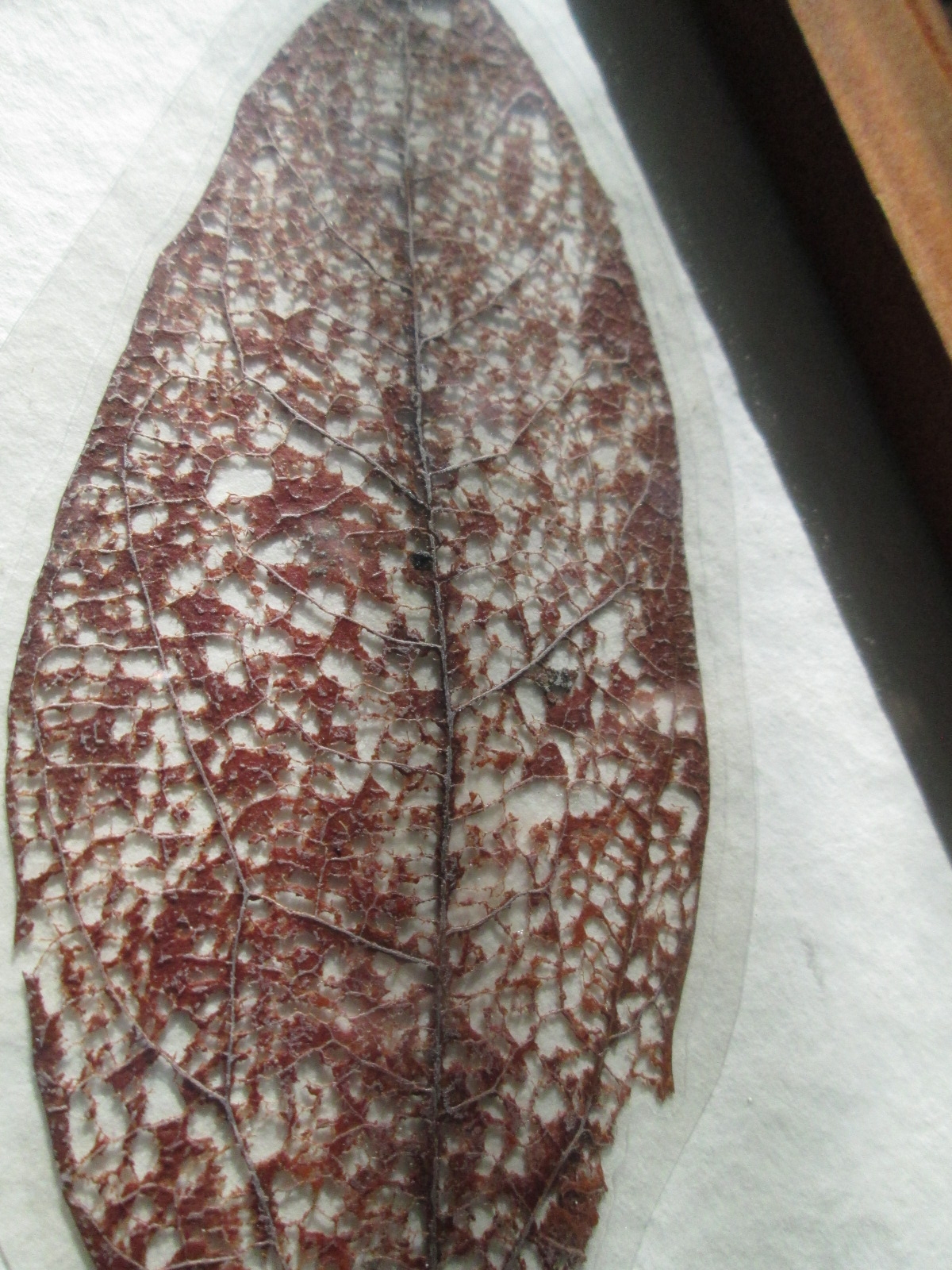 Real Leaf Skeleton Art #73 - Image 2