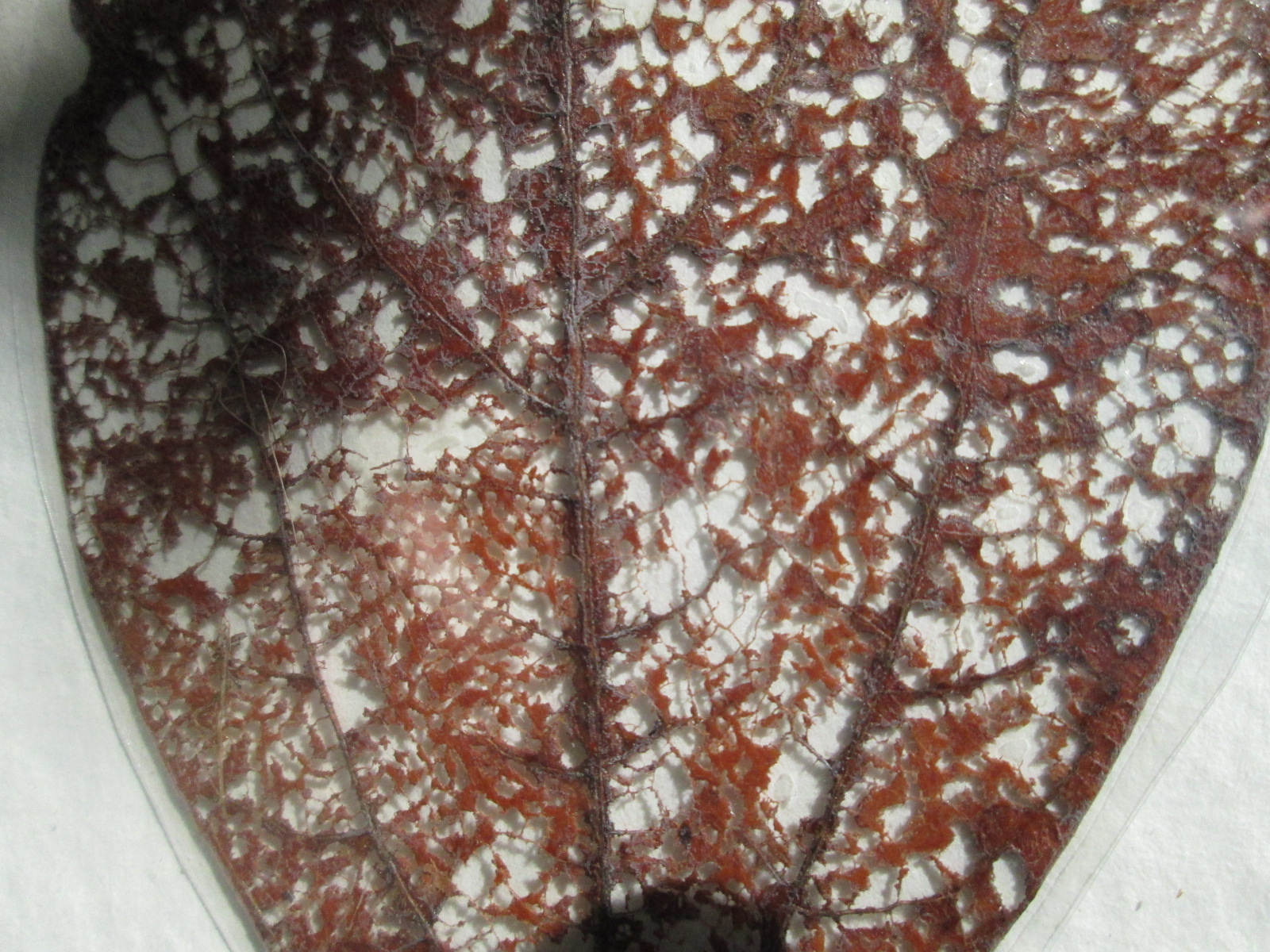 Leaf art #74 - Image 3