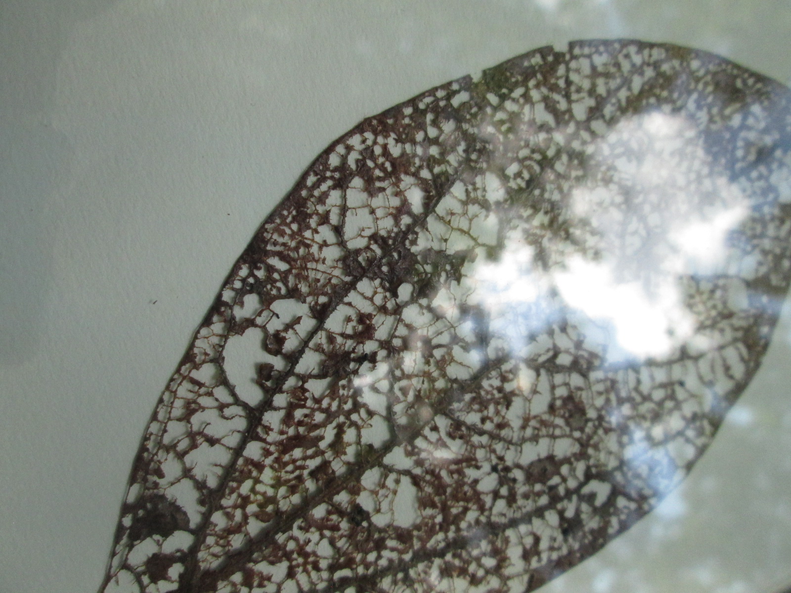 Set of Two - Leaf Skeletons #72 in gray blue frames with glass - Image 7