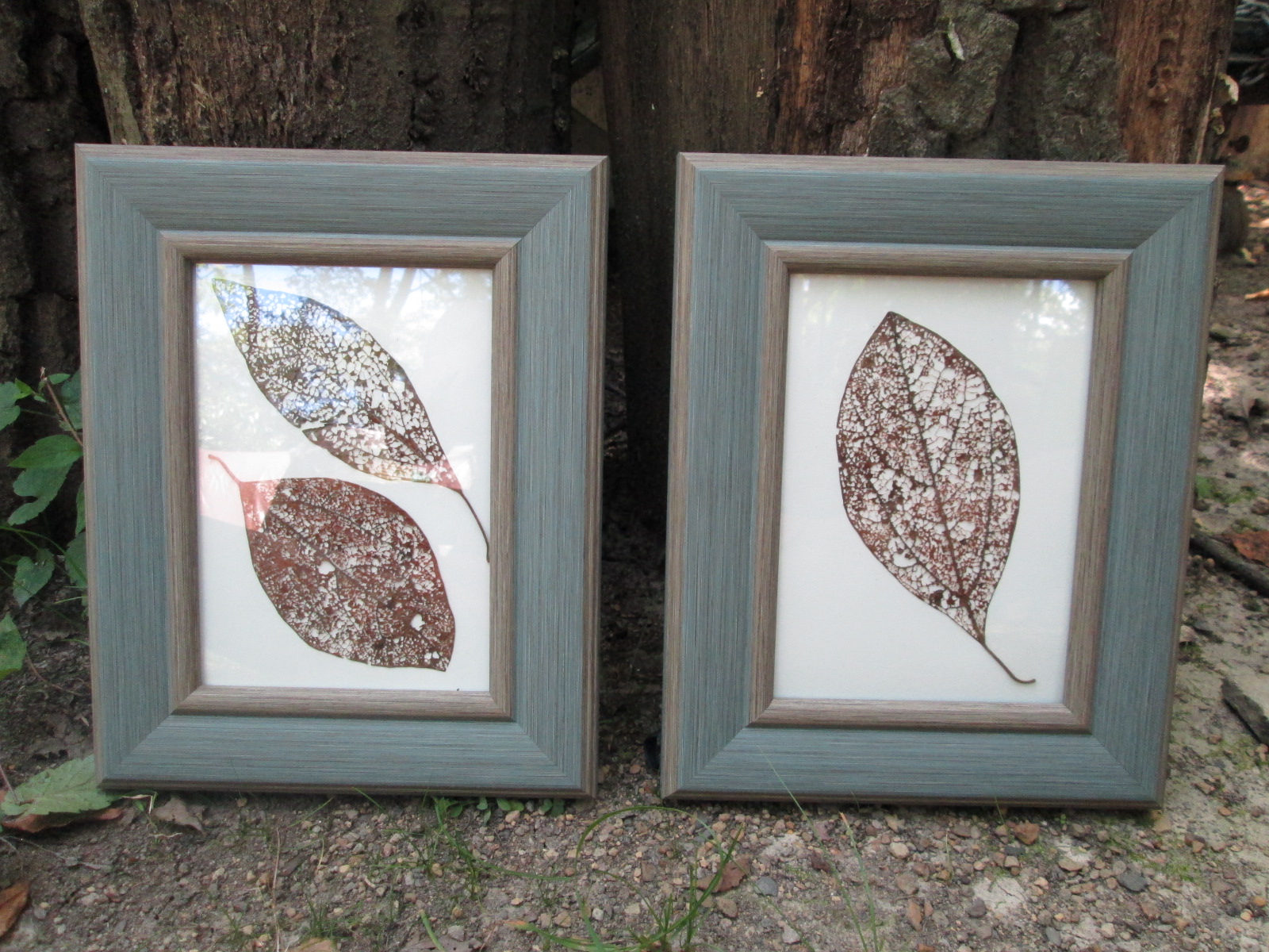 Set of Two - Leaf Skeletons #72 in gray blue frames with glass